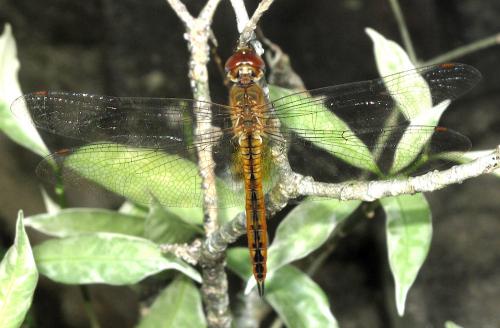 Pantala flavescens